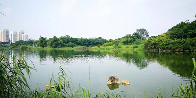 南宁相思湖公园物业绿化服务采购项目案例